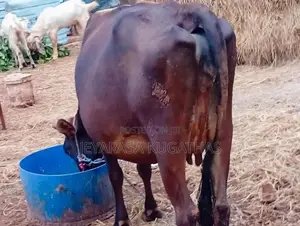 Milk Cow