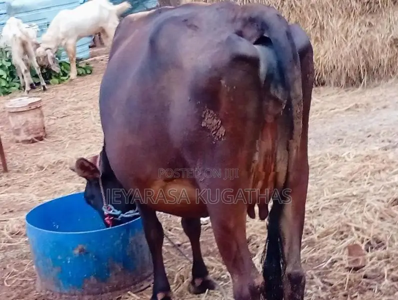 Milk Cow