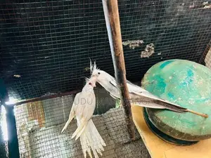 Cocktail Bird
