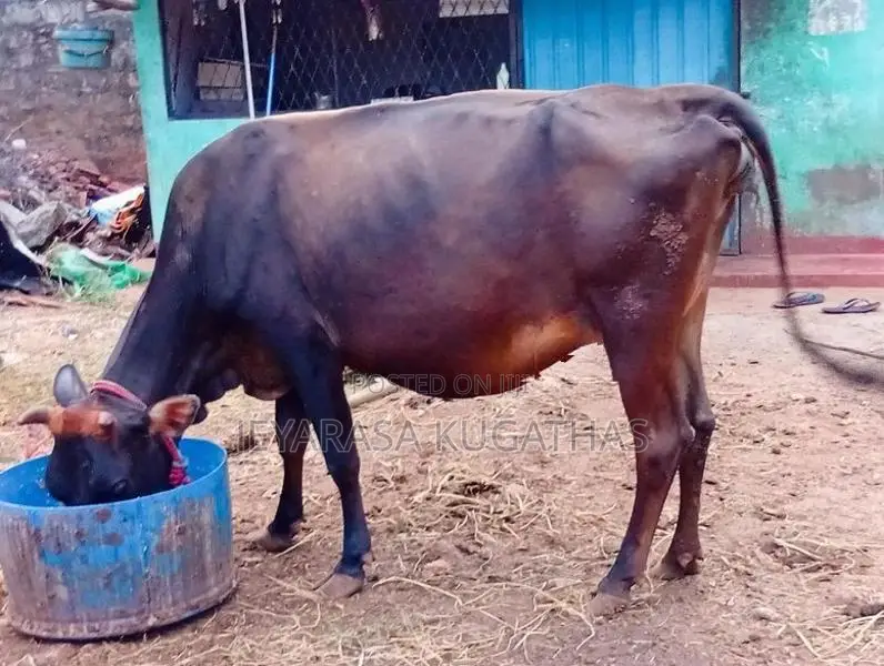 Milk Cow