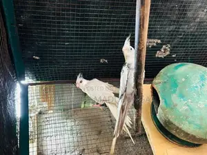 Cocktail Bird