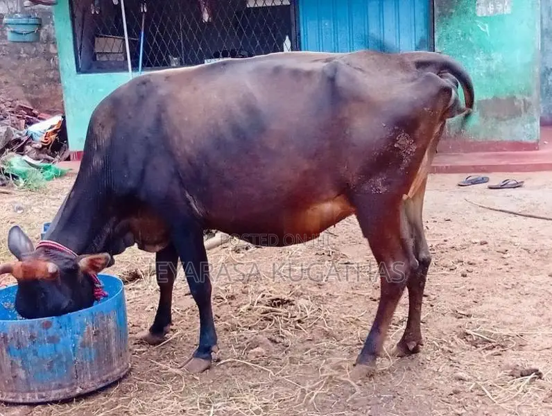 Milk Cow