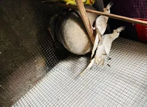 Cocktail Bird