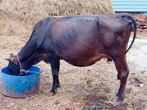 Milk Cow