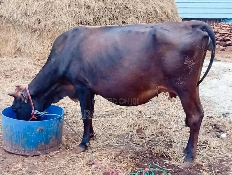 Milk Cow