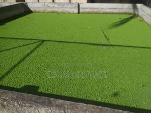 Azolla Plants