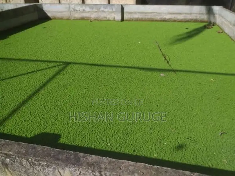 Azolla Plants
