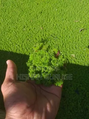 Azolla Plants