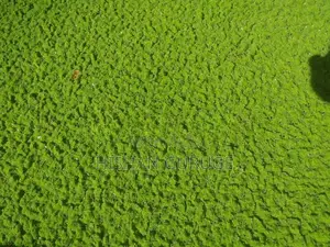 Azolla Plants