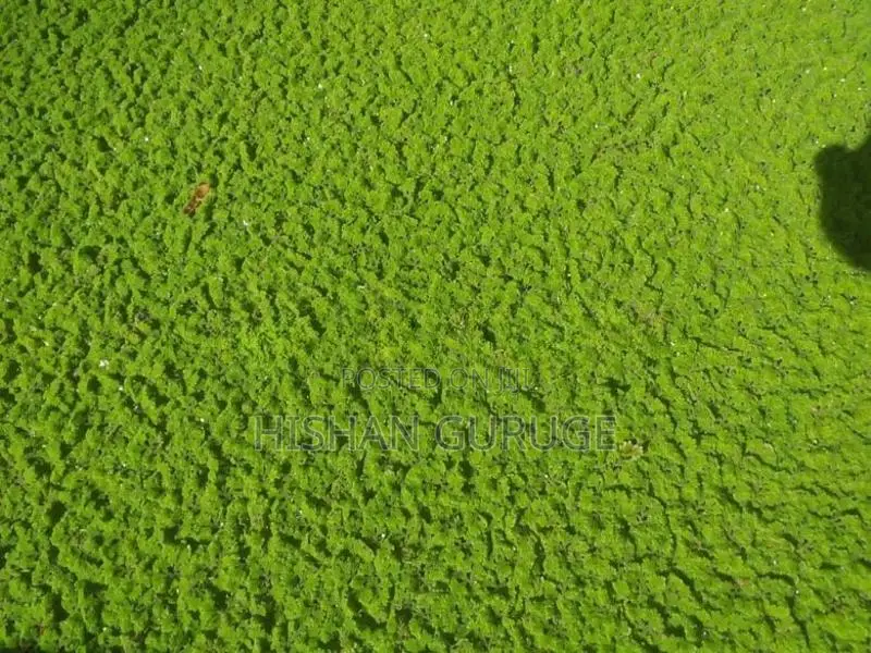 Azolla Plants
