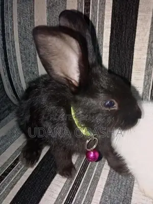 Rabbit