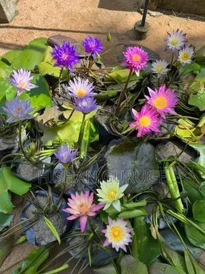 Bangkok Water Lily Plant