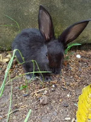Rabbit
