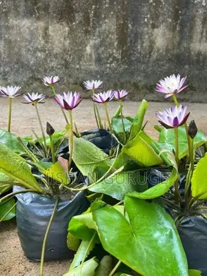 Bangkok Water Lily Plant