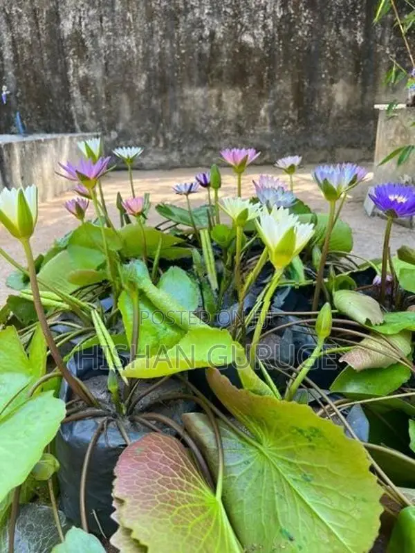 Bangkok Water Lily Plant
