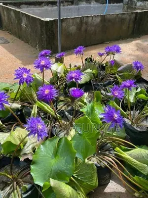 Bangkok Water Lily Plant