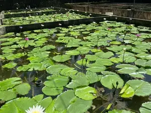 Bangkok Water Lily Plant