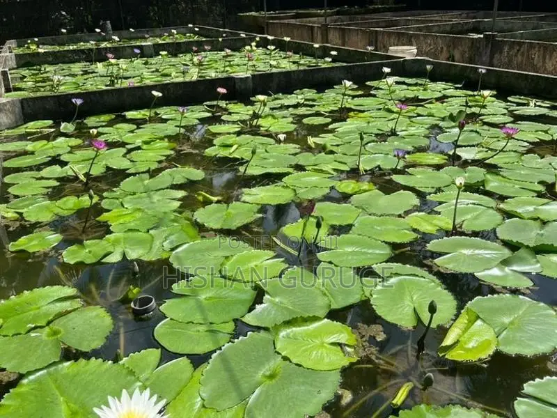 Bangkok Water Lily Plant