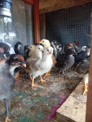 ஊர் கோழி குஞ்சுகள்