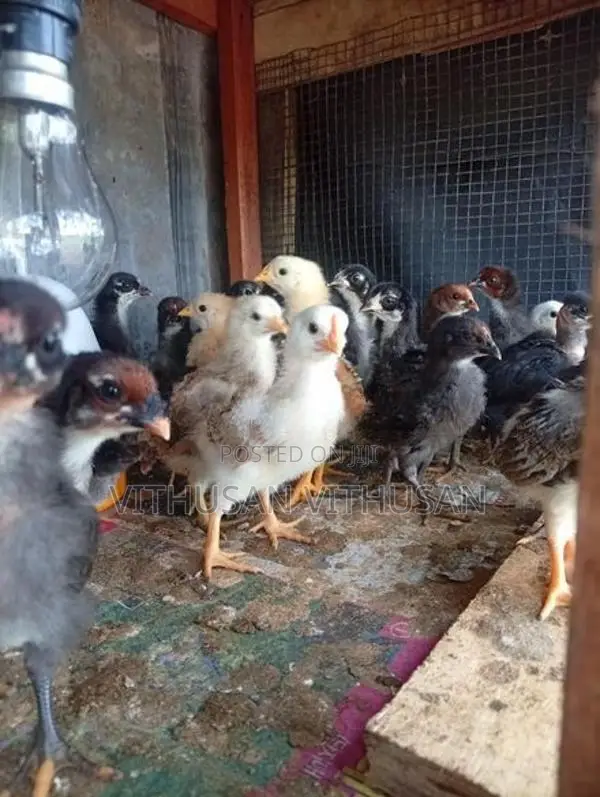 ஊர் கோழி குஞ்சுகள்