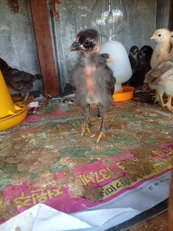 ஊர் கோழி குஞ்சுகள்