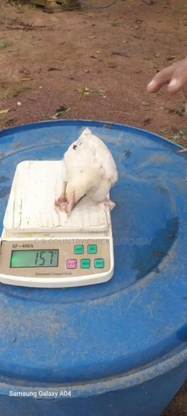 ஊர் கோழி குஞ்சு