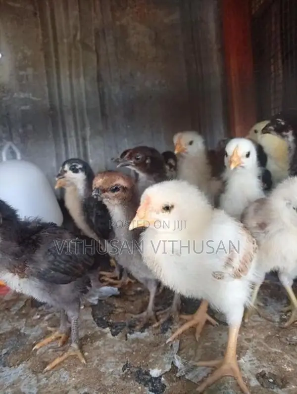 ஊர் கோழி குஞ்சுகள்