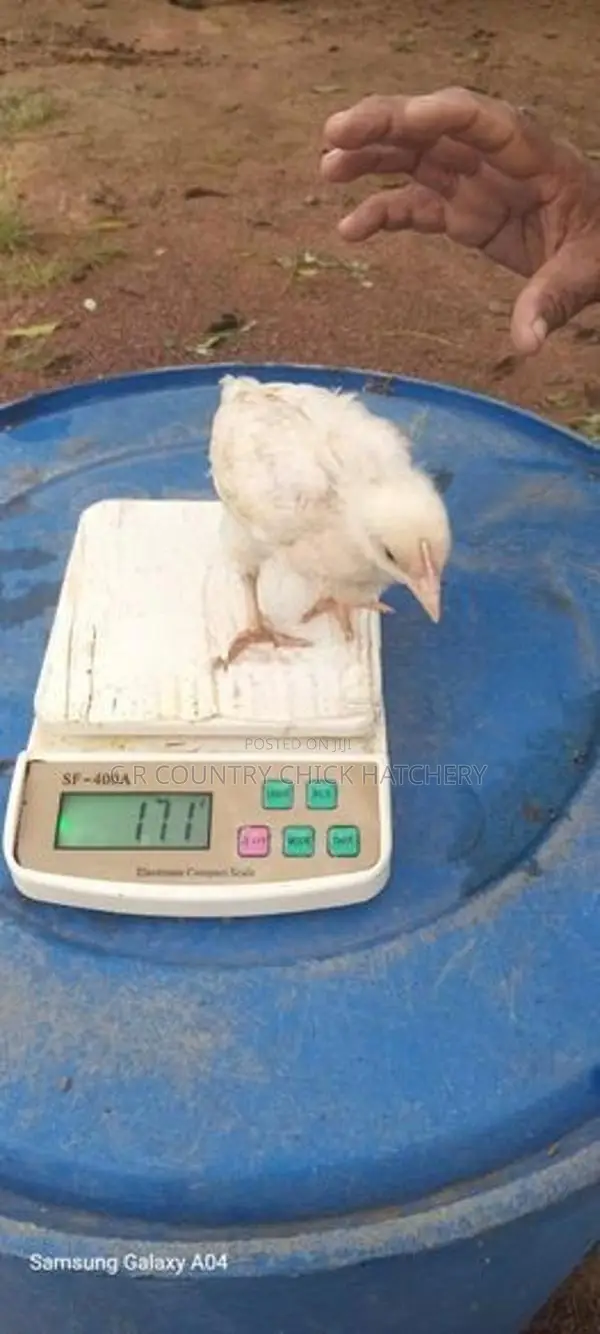 ஊர் கோழி குஞ்சு