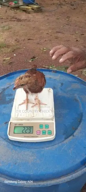 ஊர் கோழி குஞ்சு