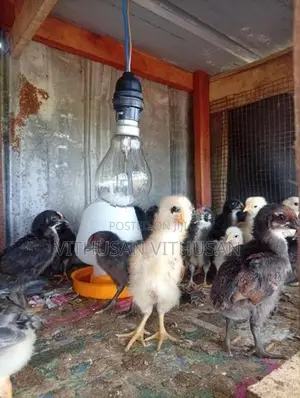 ஊர் கோழி குஞ்சுகள்