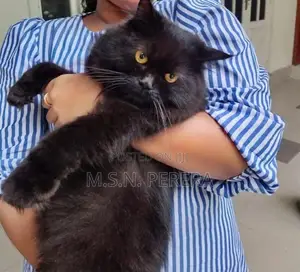 Pure Black Persian Cat