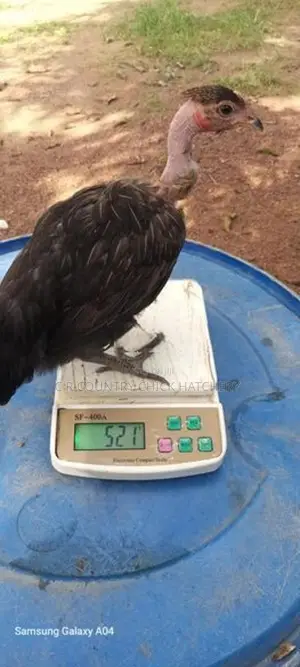 நாட்டுக்கோழி குஞ்சு