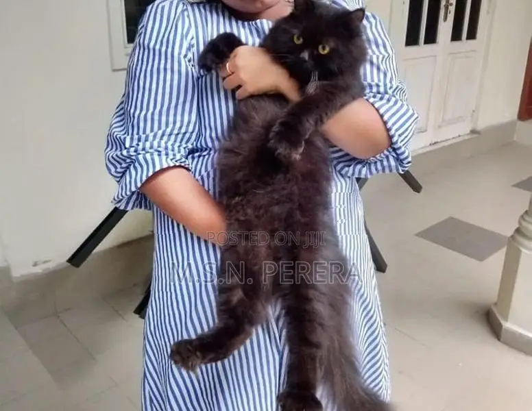Pure Black Persian Cat
