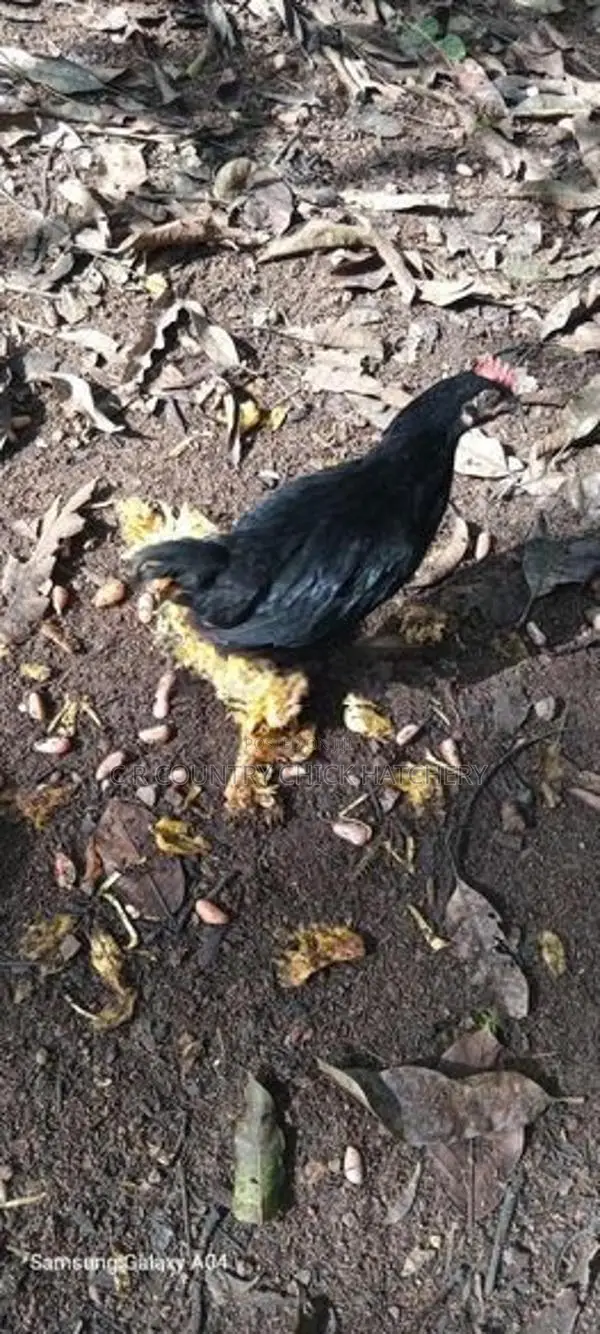 நாட்டுக்கோழி குஞ்சு