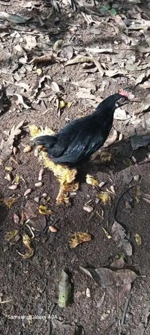 ஊர் கோழி குஞ்சு