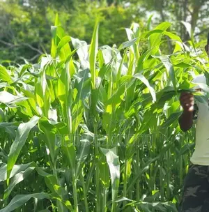 கால்நடை வளர்ப்புபுல்விதை
