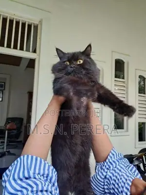 Pure Black Persian Cat