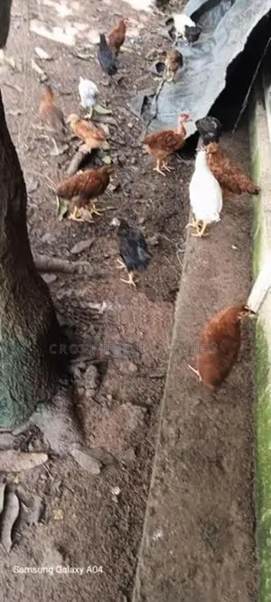 நாட்டுக்கோழி குஞ்சு