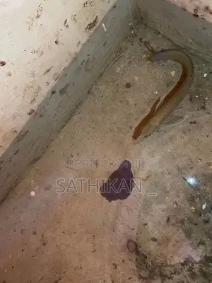Arowana Fish