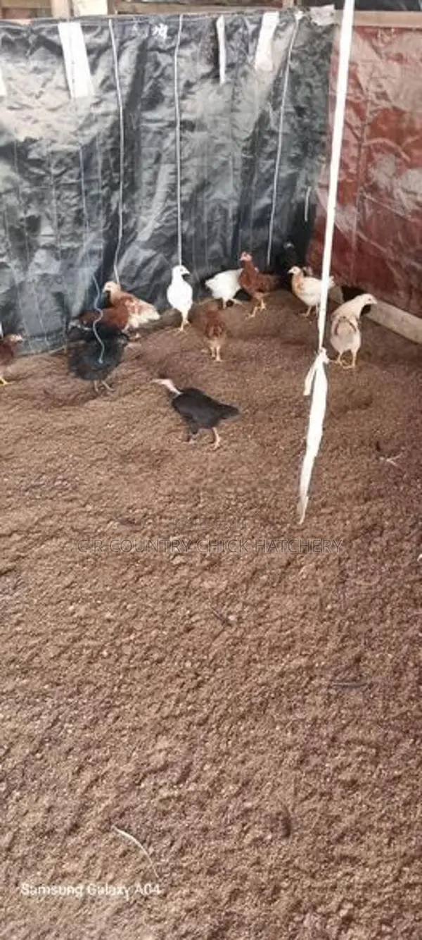 நாட்டுக்கோழி குஞ்சு