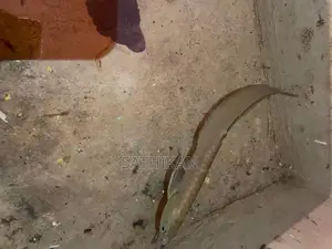 Arowana Fish