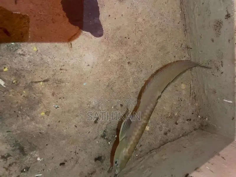Arowana Fish