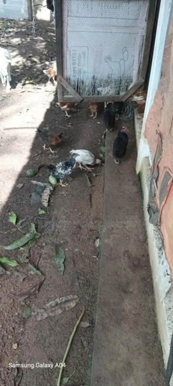 நாட்டுக்கோழி குஞ்சு