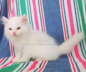 Persian Cats