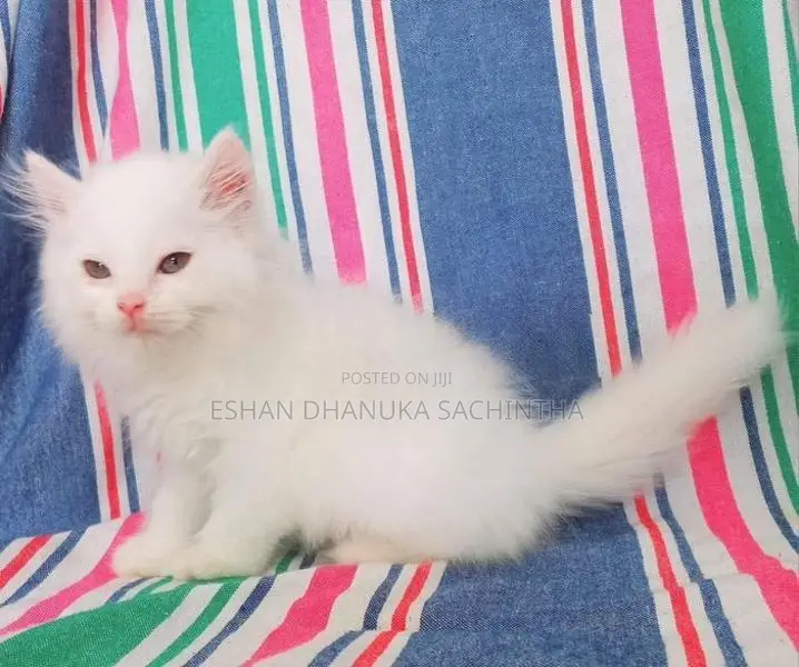 Persian Cats