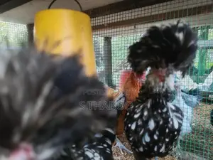 Bantam Chicks