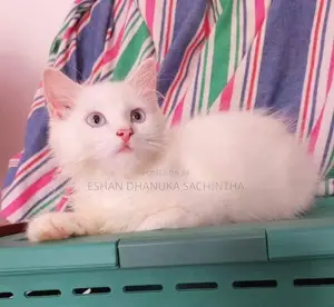 Persian Cats