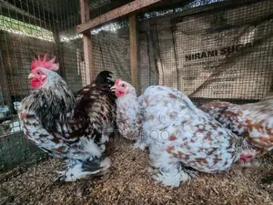 Bantam Chicks