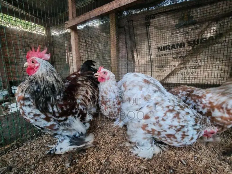 Bantam Chicks