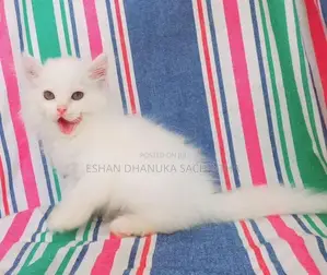 Persian Cats